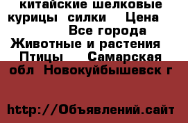 китайские шелковые курицы (силки) › Цена ­ 2 500 - Все города Животные и растения » Птицы   . Самарская обл.,Новокуйбышевск г.